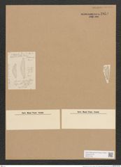 Diatomeae indet. (de-Toni-Nr.: Species 1438 ?) Zeichnungen Sammlung Grunow Nr. 2854 (NHMW-BOT-W0370180)
